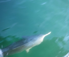 Verfolger im Detail!