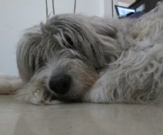 Balkonmitbewohner Jambo!