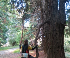 Botanischer Garten Batumi