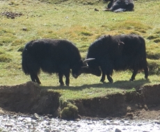 bloss nicht aufmucken