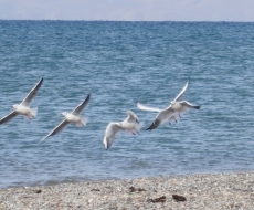 gemalt oder fotographiert?