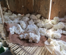 Kurut, getrocktneter Käse für die Reise und den Winter nach ein paar Monaten hart wie Stein aber dennoch gut