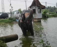 Tägliche Waschung des Riesen!