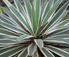 Pflanze ... schön gell!