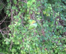 Suchbild: Finde das Tier.