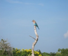 Vogelparadies Sri Lanka