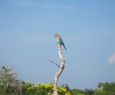 Vogelparadies Sri Lanka