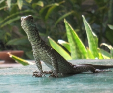 Was guckst du Alter .... !