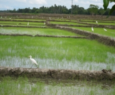 Reisfelder ohne Ende.