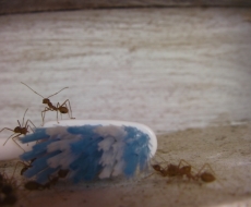 Freunde hört auf mich ... Auf zur Welteroberung!