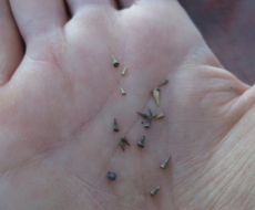 Annas Dornensammlung ... fanden wir in ihrem Reifen