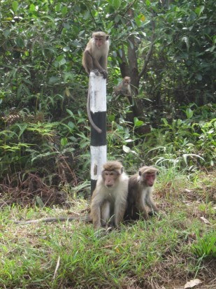 Äffchen am Wegrand